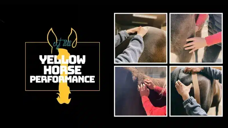 yelllow horse